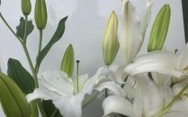 百合・シグナム（白）3本 切り花【業務用】