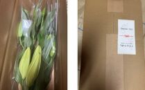 百合・シグナム（白）3本 切り花【業務用】