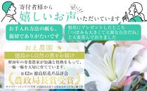 百合・シグナム（白）3本 切り花【業務用】