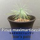 マルチネスピニョンマツ　Pinus maximartinezii _栃木県大田原市生産品_Bear‘s palm