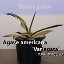 アガベアメリカーナ中株　Agave americana Variegata_栃木県大田原市生産品_Bear‘s palm