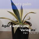 アガベアメリカーナ大株　Agave americana Variegata_栃木県大田原市生産品_Bear‘s palm