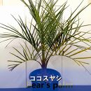 ココスヤシ大株_栃木県大田原市生産品_Bear‘s palm
