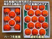 ［2箱セット］ハーフ&nbsp;化粧箱&nbsp;柑橘の大トロ&nbsp;ハウス&nbsp;せとか&nbsp;厳選&nbsp;8玉入&nbsp;×&nbsp;2箱&nbsp;南泰園