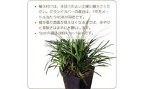 ＜産地直送＞元気なタマリュウ(7.5pot)130本セット『約3.25平方メートル分』