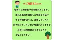 ＜産地直送＞元気なタマリュウ(7.5pot)130本セット『約3.25平方メートル分』