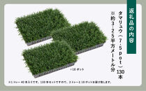 【産地直送】元気なタマリュウ(7.5pot)130本セット『約3.25平方メートル分』