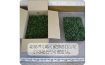 ＜産地直送＞元気なタマリュウ(7.5pot)170本セット[約4.25平方メートル]