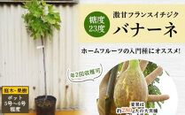 糖度23度 激甘フランスイチジク ロングドゥート 夏果は約280g大の大実種 (庭木・果樹)