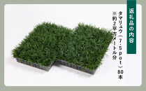 【産地直送】元気なタマリュウ(7.5pot)80本セット[約2平方メートル分]