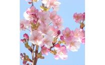 春の訪れを知らせる人気の庭木 河津桜 (庭木・果樹)