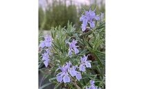 香りのローズマリー　7号(21cm)カラー鉢