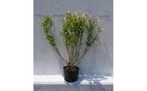 緑の力で地球を元気に!＜ハクロニシキ＞ 21cmポット高さ100cm前後 新芽が綺麗で刈込に強い!