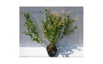 緑の力で地球を元気に!＜ハクロニシキ＞ 21cmポット高さ100cm前後 新芽が綺麗で刈込に強い!