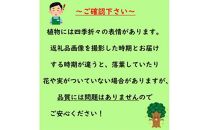 緑の力で地球を元気に!＜ハクロニシキ＞ 21cmポット高さ100cm前後 新芽が綺麗で刈込に強い!