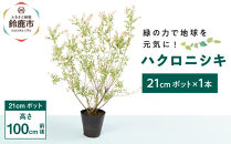 緑の力で地球を元気に!【ハクロニシキ】　21cmポット高さ100cm前後　新芽が綺麗で刈込に強い!