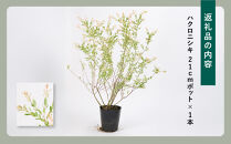 緑の力で地球を元気に!【ハクロニシキ】　21cmポット高さ100cm前後　新芽が綺麗で刈込に強い!