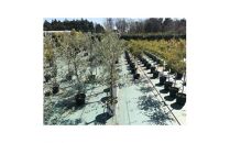 三重県鈴鹿市産　＜平和と繁栄の象徴＞オリーブの木　2本