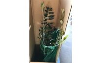 三重県鈴鹿市産　＜平和と繁栄の象徴＞オリーブの木　2本