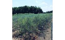 三重県鈴鹿市産　＜平和と繁栄の象徴＞オリーブの木　2本