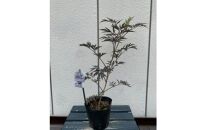人気品種  西洋ニワトコサンブカス ブラックレース 5号 〈プラス樹〉