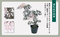 人気品種　　西洋ニワトコサンブカス　ブラックレース　5号　〈プラス樹〉