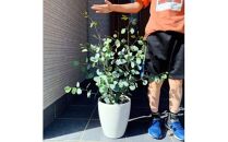 ボリュームのある&nbsp;ユーカリ&nbsp;ポポラス苗&nbsp;7号(21cm)化粧鉢(ガーデニング用)