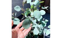 ボリュームのある&nbsp;ユーカリ&nbsp;ポポラス苗&nbsp;7号(21cm)化粧鉢(ガーデニング用)