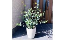 ボリュームのある&nbsp;ユーカリ&nbsp;ポポラス苗&nbsp;7号(21cm)化粧鉢(ガーデニング用)