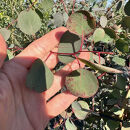 ボリュームのある&nbsp;ユーカリ&nbsp;ポポラス苗&nbsp;7号(21cm)化粧鉢(ガーデニング用)