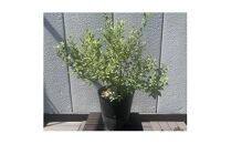 斑入りコデマリ　ピンクアイス　花も葉も、見どころいっぱいの低木〈プラス樹〉　