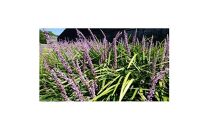 緑の力で地球を元気に!＜ヤブラン＞10.5cmポット 15本セット 紫の花と黒い実が美しい!