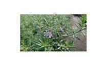 緑の力で地球を元気に!【ウエストリンギア】15cmポット2本セットオーストラリアンローズマリー