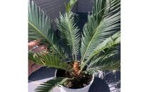 蘇鉄(ソテツ)&nbsp;6号&nbsp;化粧鉢&nbsp;常緑樹&nbsp;(ガーデニング用)