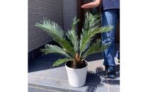 蘇鉄(ソテツ)&nbsp;6号&nbsp;化粧鉢&nbsp;常緑樹&nbsp;(ガーデニング用)