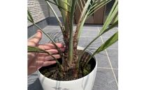 ココスヤシ&nbsp;7号(21cm)&nbsp;鉢カバー&nbsp;常緑樹&nbsp;(ガーデニング用)