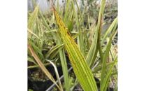 ココスヤシ&nbsp;7号(21cm)&nbsp;鉢カバー&nbsp;常緑樹&nbsp;(ガーデニング用)