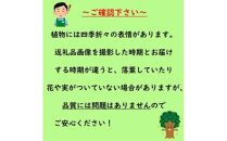 おしゃれなカラーリーフ　青葉品種　フォッサギラ　ブルーミスト　6号ポット&nbsp;〈プラス樹〉