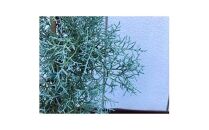 銀白色に輝く!ブルーアイス&nbsp;大人色のコニファー〈プラス樹〉