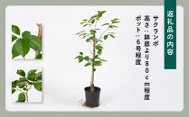 おうちでサクランボ狩り&nbsp;1本で実がなる&nbsp;暖地サクランボ　(庭木・果樹)