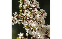 昔懐かしい美味しい赤い実　ユスラウメ　(庭木・果樹)