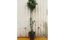 昔懐かしい美味しい赤い実　ユスラウメ　(庭木・果樹)