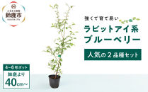強くて育て易い ラビットアイ系ブルーベリー 人気の2品種セット　(庭木・果樹)