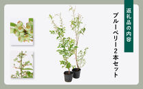 強くて育て易い&nbsp;ラビットアイ系ブルーベリー&nbsp;人気の2品種セット　(庭木・果樹)