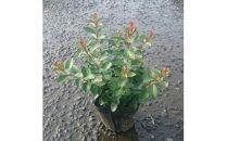 緑の力で地球を元気に!サルスベリ・ポコモック　12cmポット　3鉢セット 