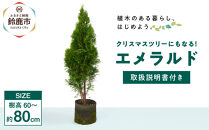 クリスマスツリーにもなる♪エメラルド　樹高約70cm～90cm　取扱説明書付き