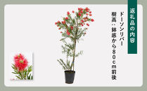 四季咲きブラシノキ(ドーソンリバー)&nbsp;(ガーデニング用)