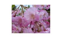 濃いピンク花の綺麗な枝垂れ桜　仙台しだれ桜　(庭木・果樹)