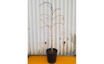 濃いピンク花の綺麗な枝垂れ桜　仙台しだれ桜　(庭木・果樹)