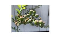 ラビットアイ系ブルーベリー　パウダーブルー　　〈プラス樹〉